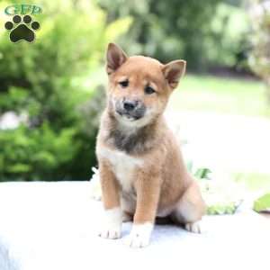 Bella, Shiba Inu Puppy